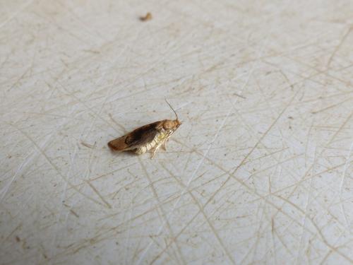 Pandemis cerasana
